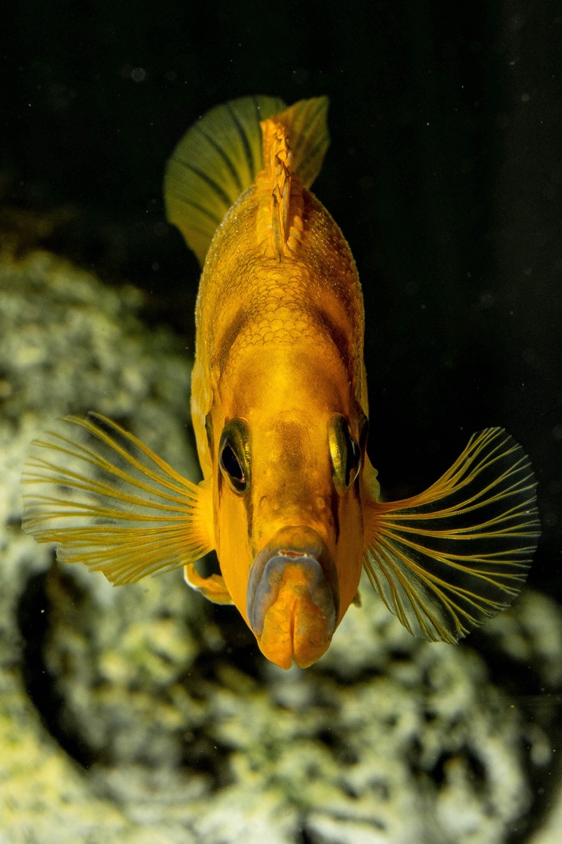 Altolamprologus compressiceps 'Rubumba'